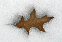 Brown Leaf Caved In Snow
