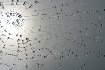 spider's web