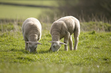 Lamb's Grazing