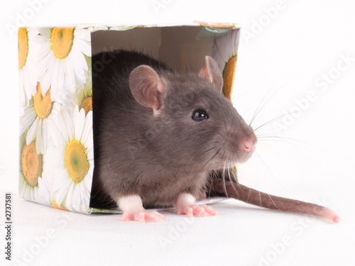 Foto-Duschvorhang - the rat in the fancy box (von Oleg Sviridov)