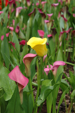 Two Pink Calla Lilies