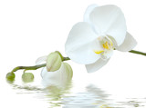 white orchid