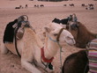 camels in algeria