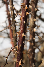 Close Up Of Thorns On A Bramble (blackberry Bush).