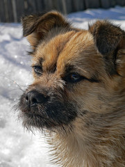 Canvas Print - small dog with small beard 2