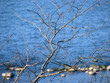 © Vadimone - branches