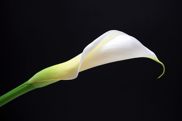 Wall Mural - calla lily