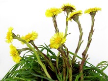 Yellow Flowers Of Coltsfoot