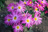 Fototapeta Kwiaty - beautiful violet chrysanthemas