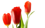 Fototapeta Tulipany - spring tulips