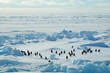 penguin group in icescape
