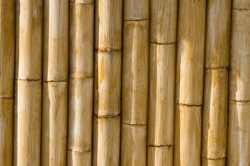  textura de caña de bambú de alta calidad