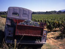 Vineyard With Grapes En Old French Truck