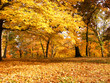 canvas print picture yellow is autumn