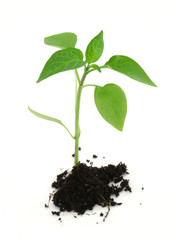 newborn plant with soil on white