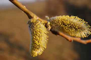 blooming willow