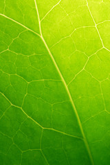 green leaf macro