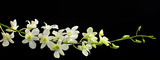 orchid spray on black