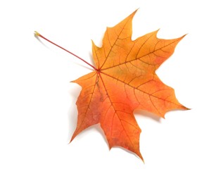 Wall Mural - leaf