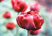 Beautiful, Red Tulips 
