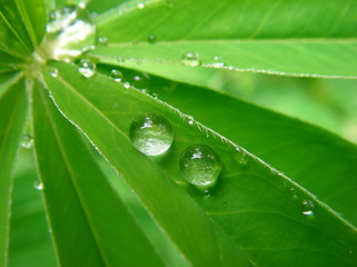 Wall Mural - dew on a leaf