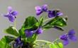 sweet spring violets