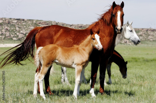 Foto-Vorhang - mares & baby horses (von Lincoln Rogers)