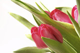 Fototapeta Kuchnia - tulips