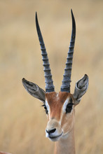 Portrait  Gazelle