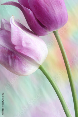 dreamy tulips