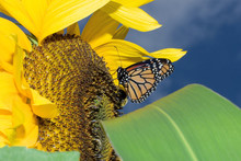 Peaceful Wings Of A Monarch Butterfly On A Sunflower
