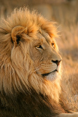 Wall Mural - big male lion