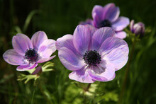 Purple Anemone Spring Flowers