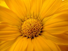 Inside Orange Flower