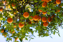 Ripe Oranges On A Tree