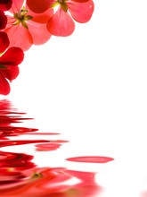 Red Flowers Reflecting Over White Background