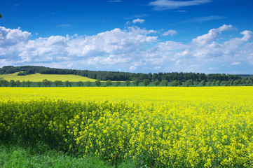 summer landscape