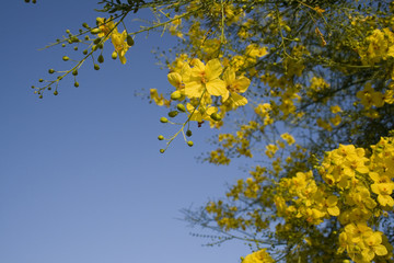 Poster - yellow flowers