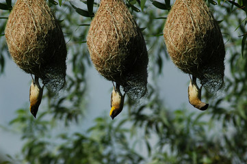  birds and bird nest