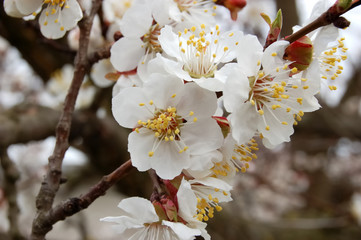 apricot bloom 2