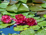 water lilly flowers