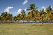 caribbean palm grove