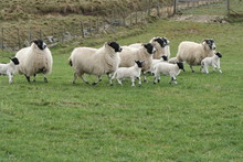 Lambs And Sheep Running