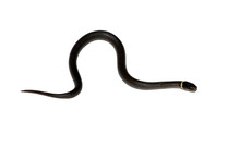 Small Ringneck Snake (diadophis Punctatus)