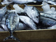frische fische in kisten auf dem fischmarkt
