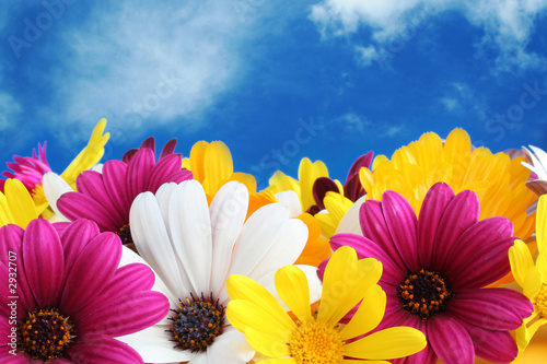 spring daisies under blue sky