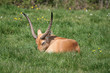 © Gildas Douessin - antilope