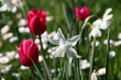 weiße narzisse mit pink tulpen als nachbarn