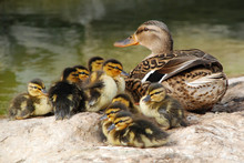 Mama Duck With Ten Baby Ducks
