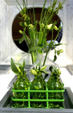 Fototapeta Tulipany - green life in interior
